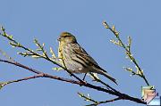 serin cini * (7 Diapositives)